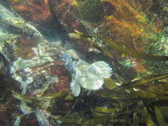 Labrisomus philippii