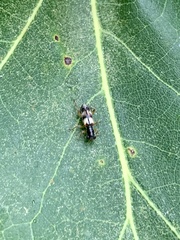 Phyllobaenus pallipennis