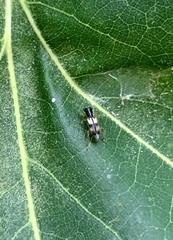 Phyllobaenus pallipennis
