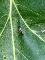 Phyllobaenus pallipennis