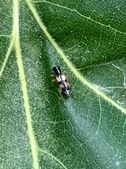 Phyllobaenus pallipennis