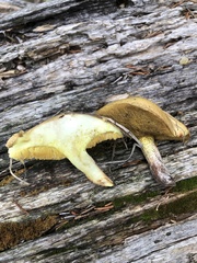 Suillus kaibabensis