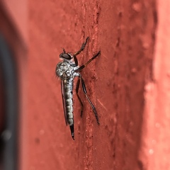 Neomochtherus willistoni