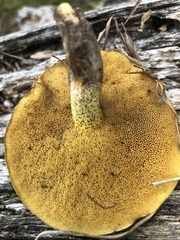 Suillus kaibabensis