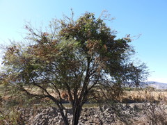 Prosopis laevigata