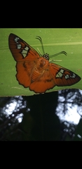 Myscelus perissodora
