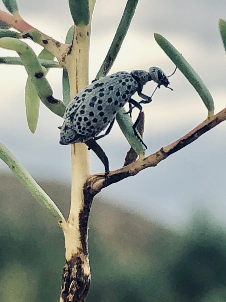 Epicauta phoenix