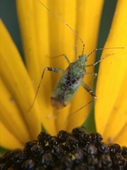 Phytocoris tibialis
