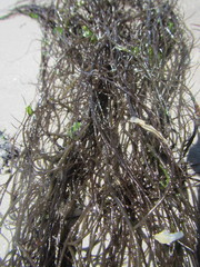 Gracilaria chilensis