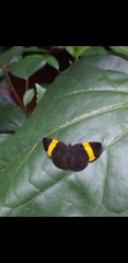 Pirascca tyriotes