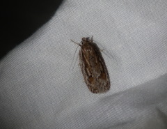 Acantholena siccella