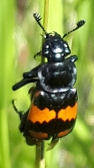 Nicrophorus hebes