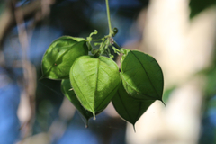 Cardiospermum grandiflorum