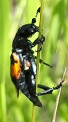 Nicrophorus hebes