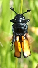 Nicrophorus hebes