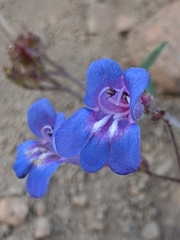 Penstemon neotericus