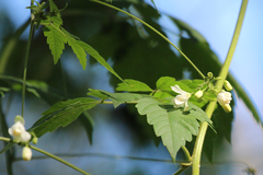 Cardiospermum grandiflorum