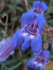 Penstemon neotericus
