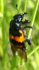 Nicrophorus hebes