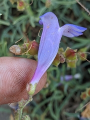Penstemon neotericus