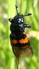 Nicrophorus hebes
