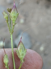 Penstemon neotericus