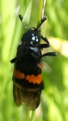 Nicrophorus hebes