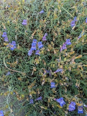 Penstemon neotericus