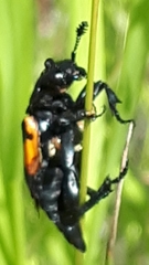 Nicrophorus hebes
