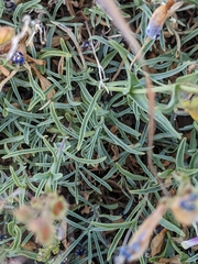 Penstemon neotericus