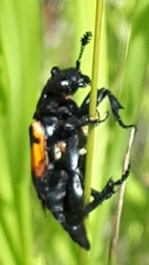 Nicrophorus hebes