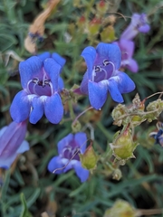 Penstemon neotericus