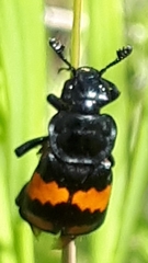 Nicrophorus hebes