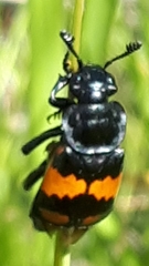 Nicrophorus hebes