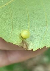 Caryomyia inflata