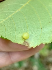Caryomyia inflata