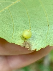 Caryomyia inflata