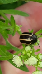 Leptinotarsa tlascalana