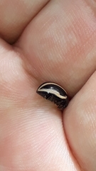 Leptinotarsa tlascalana