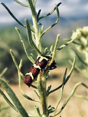 Trichodes peninsularis