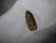 Acantholena siccella