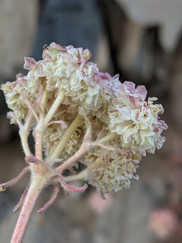 Image of Eriogonum ursinum by no rights reserved