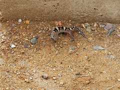 Coleonyx nemoralis