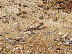 Coleonyx nemoralis