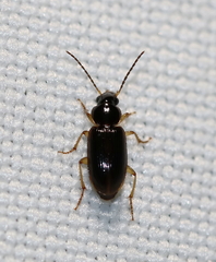 Stenolophus ochropezus