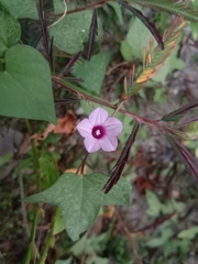 Ipomoea triloba