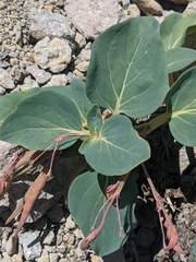 Cycladenia humilis