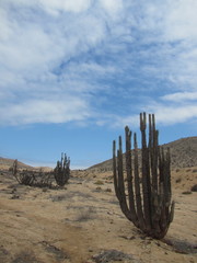 Eulychnia castanea (Eulychnia iquiquensis)