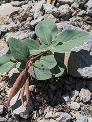 Cycladenia humilis
