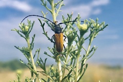 Crossidius suturalis